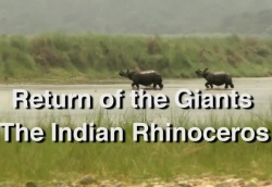 Streaming Wildlife - Return of the Giants - The Indian Rhinocero